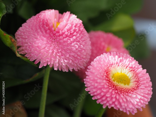 Bellis perennis, Maßliebchen, Gänseblümchen