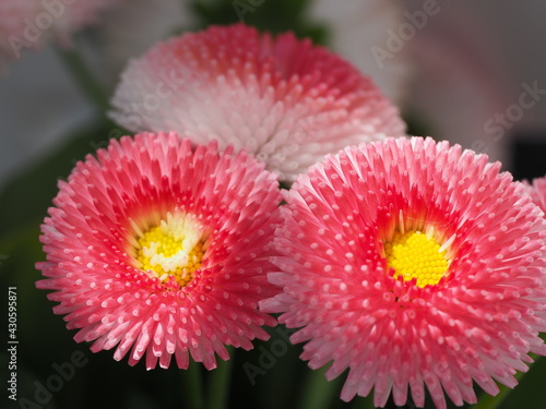 Bellis perennis, Maßliebchen, Gänseblümchen