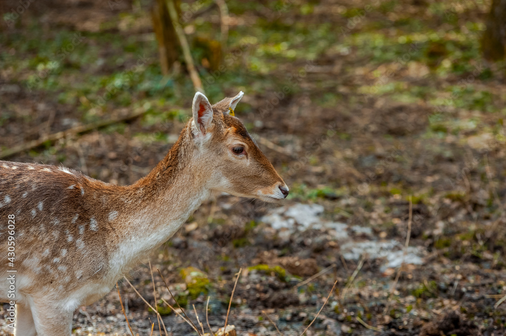 Fallow deer in the forest
