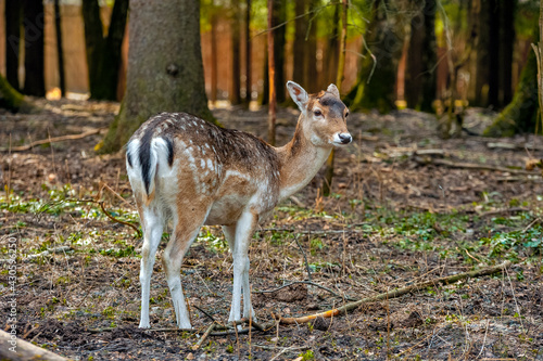 female Fallow deer in the forest © Roman Ramenskiy