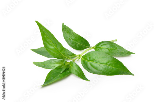  Fresh Andrographis paniculata leaf isolated on white background.