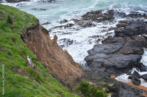 Yellow eyed Penguin at the edge of the lighthouse next to Moeraki Boulders, New Zealand. The yellow-eyed penguin is a tall, heavy penguin with a distinctive pale yellow uncrested band of feathers pass