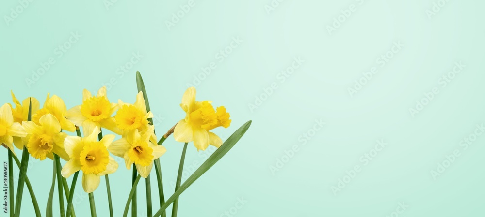 Daffodil. Daffodil.