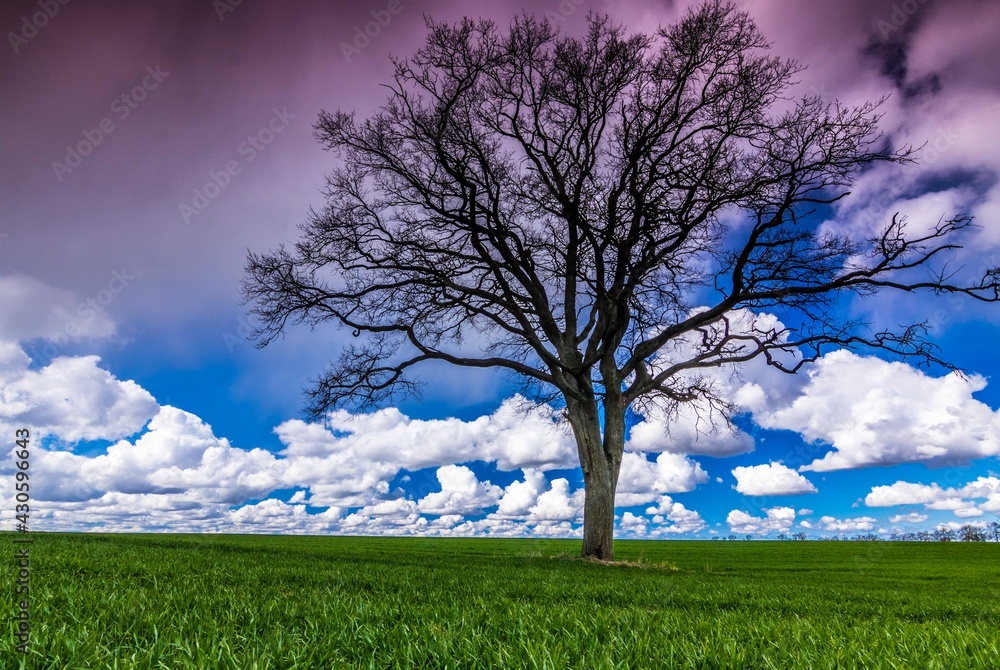 Alone Tree
