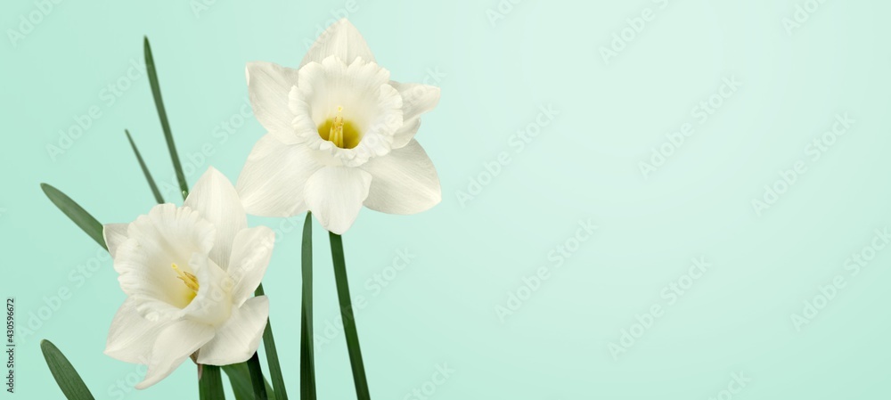 Daffodil. Daffodil.