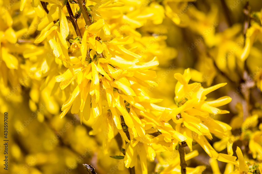 A lot of yellow on the Forsythia bush. A lot of yellow on the Forsythia bush.
