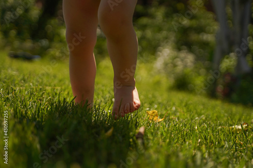 A child walks barefoot on the grass. Baby's first steps, barefoot on the grass