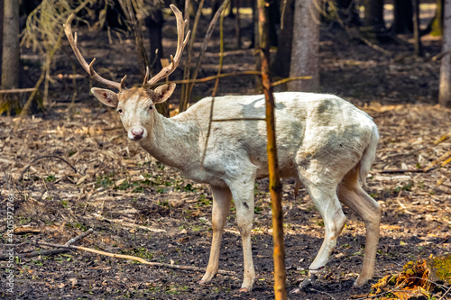 A male doe fallow deer stag with a cut leg in the forest photo