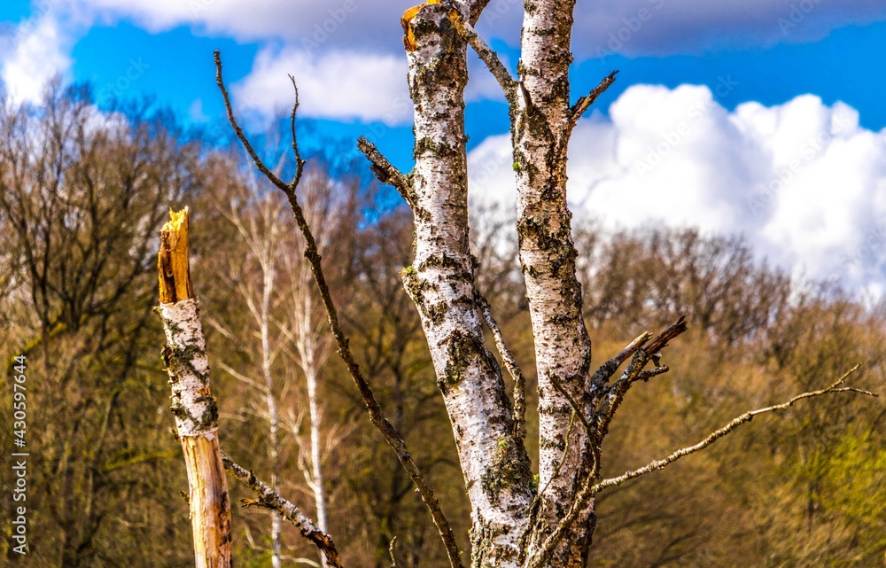 Birch