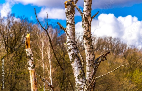Obraz na płótnie Birch w salonie