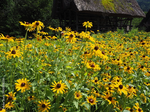 field of yellow flowers