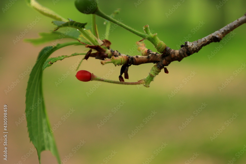 Obraz premium 大阪城公園 大阪 日本
