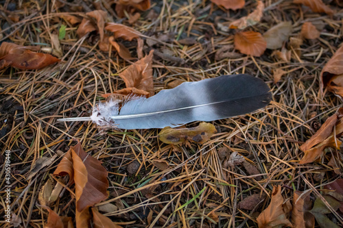 Woodpigeon Feather on the Autumn Woodland Floor