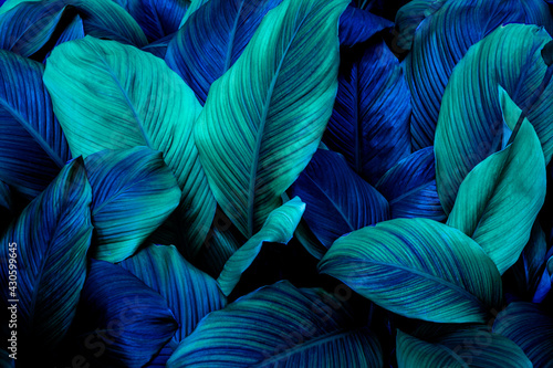 Full Frame of Spathiphyllum cannifolium Leaves Texture Background. tropical leaf © Nabodin