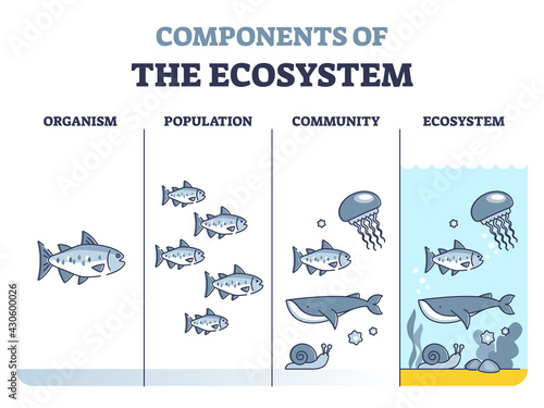 Components of environmental ecosystem with organism, population or community outline diagram. Educational labeled biology classification levels as living organisms division system vector illustration.