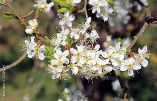 Close up of damson blossom, Derbyshire England  © Judith