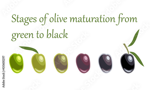 Stages of olive maturation from green to black