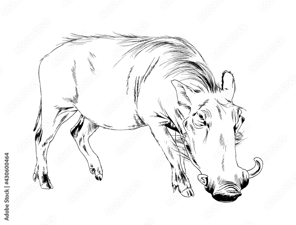 big warthog, african pig, full-length hand-drawn