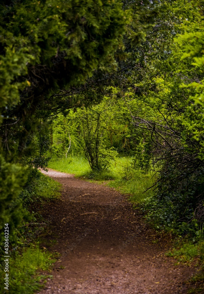 Obraz premium path in the forest