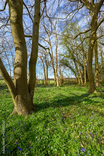 The North Downs near Otford in Kent, UK. Woodland with spring flowers near the village. Otford is located on the North Downs Way and is a good base for exploring the countryside. photo