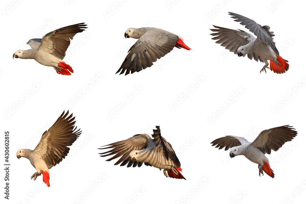 Obraz premium Set of african gray parrot isolated on white.