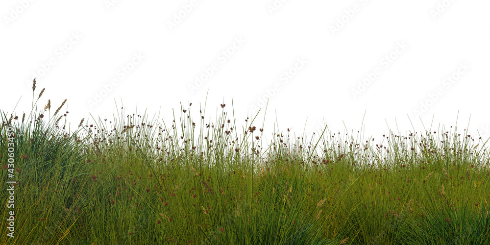 grass cutout on a white background