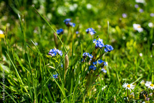 Spring flowers in European garden