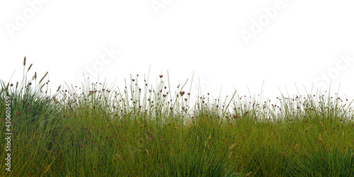grass cutout on a white background photo