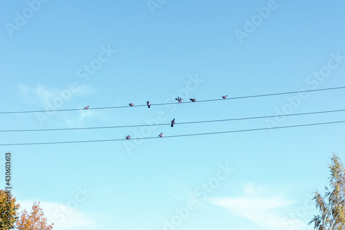 birds on wire