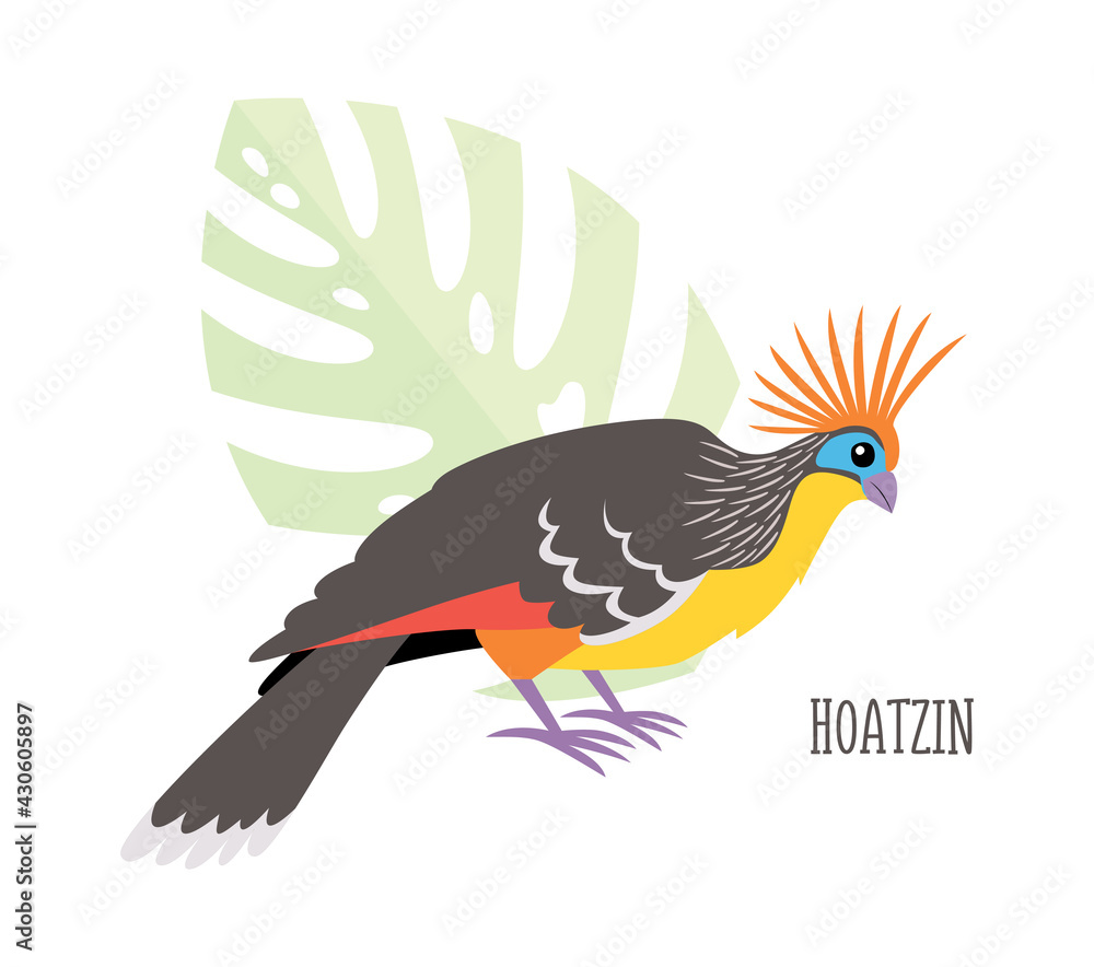 Obraz premium Vector cartoon tropical bird isolated on white background, hoatzin. Bird sticker. Flat illustration.