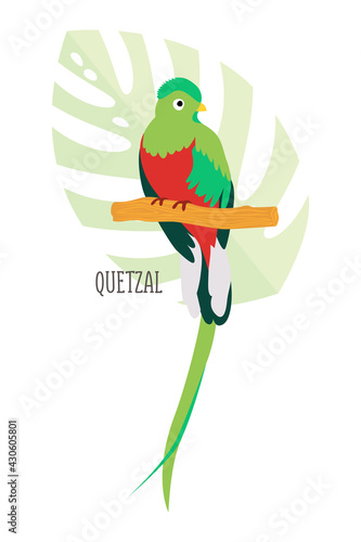 Vector cartoon tropical bird isolated on white background, quetzal. Bird sticker. Flat illustration.