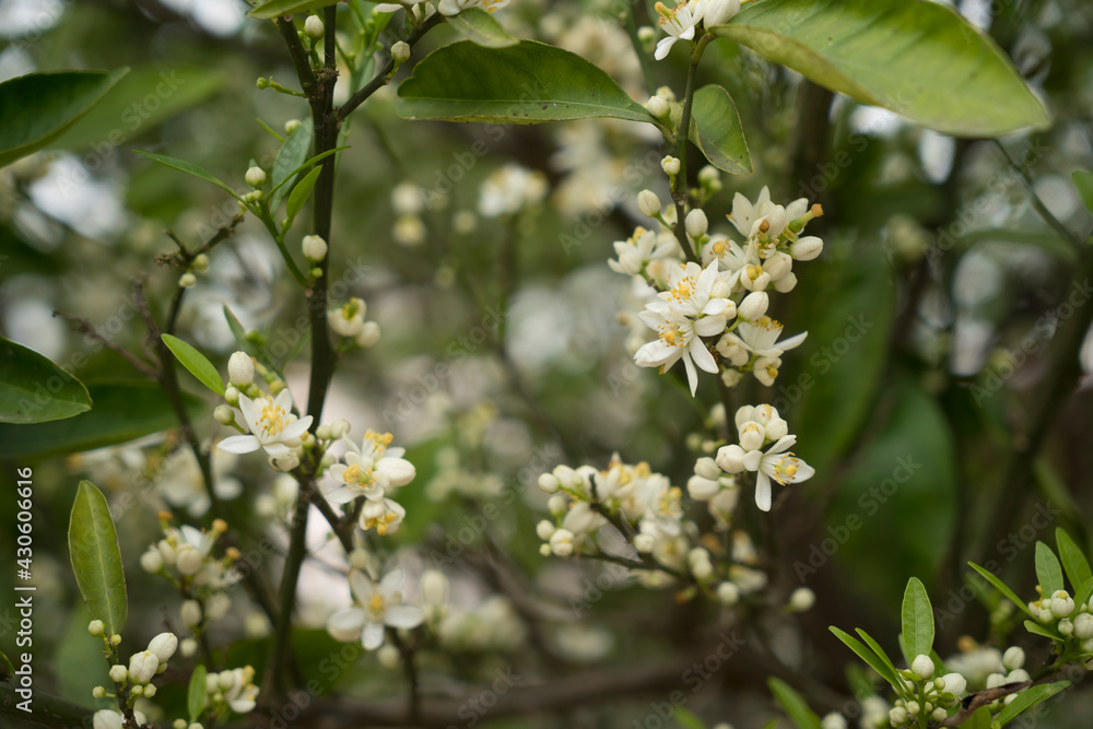Fototapeta premium The orange blossom, citron blooming