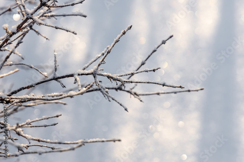 Brown branches covered with white fluffy snow are in winter day