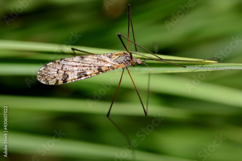 cousin tupile des champs mouche faucheux ailles fermées photo