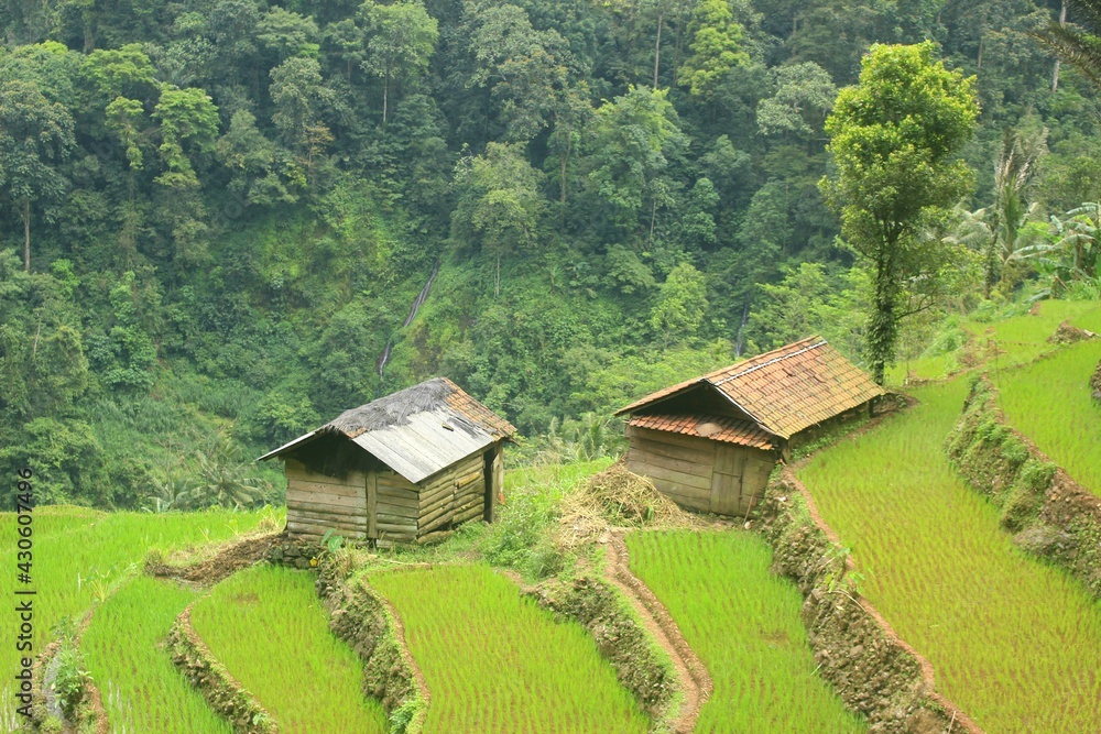 The natural scenery of rice terraces and house in the countryside is beautiful and peaceful.