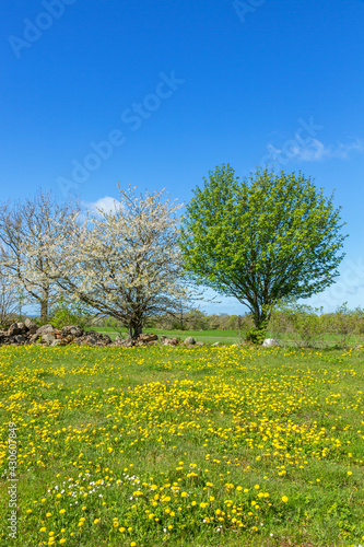 Flowering meadow with trees in spring
