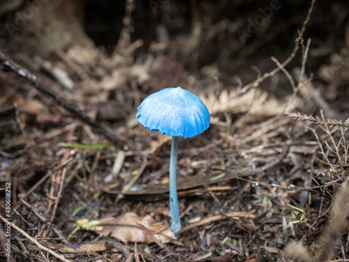 Werewere-kokako blue magic mushrooms (Entoloma hochstetteri) in Waitakere Ranges regional park, New Zealand