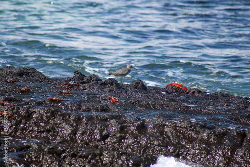 Sea bird by a tidal pool at Punta Espinoza, Fernandina Island, Galapagos, Ecuador photo