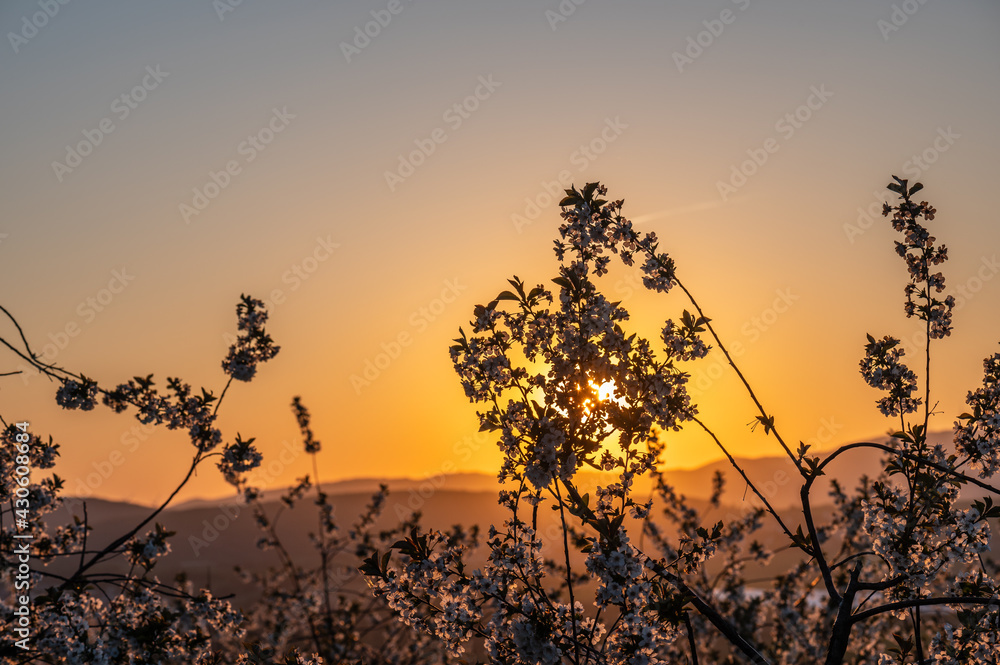 Obraz premium sunset behinde cherry blossoms