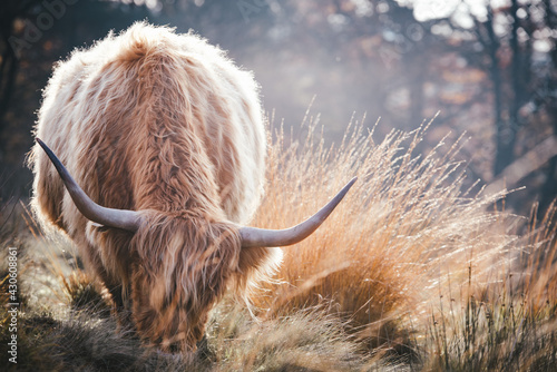 highland cow in a field