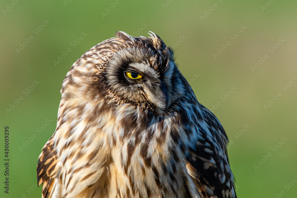 Obraz premium Short eared owl (Asio flammeus) head shot close up isolated on green background
