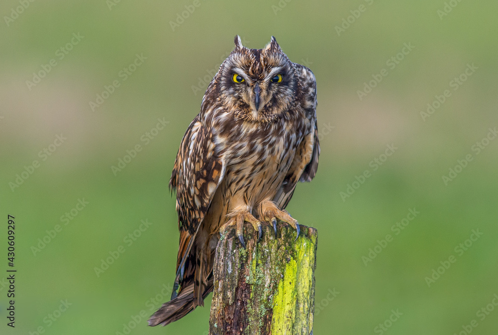 Obraz premium Short-eared owl Asio flammeus perched close up with aggressive posture