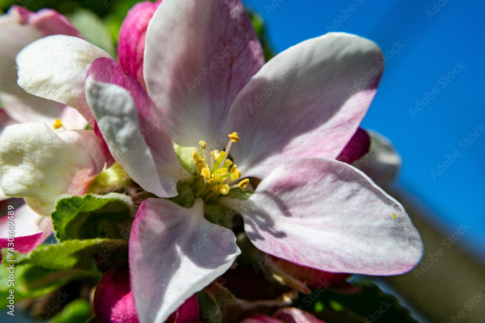 Obraz premium Spring flowers in European garden