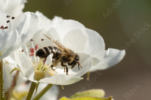 In the spring, the honey bee pollinates the flower of the pear fruit tree