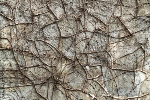 Dry grapes growing on the gray wall of the house