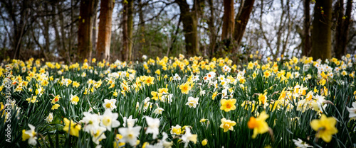 Konstfotografi field of daffodils