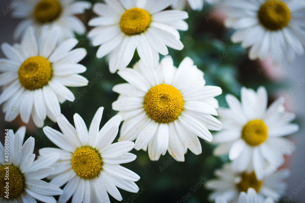 Fototapeta premium daisies in a garden