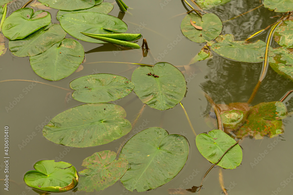 Water lily leaves float in the Yarkon River. Israel. Water lily leaves float in the Yarkon River. Israel.