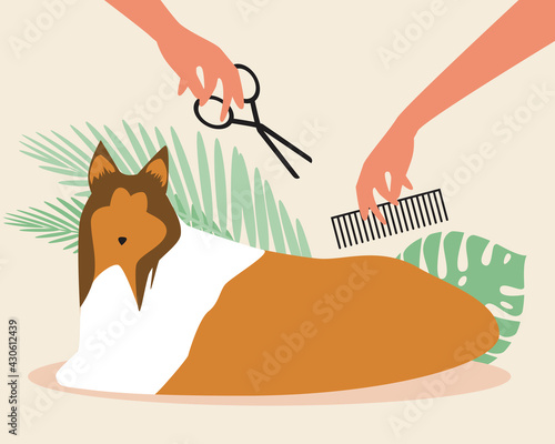 Dog grooming, collie isolated, flat vector stock illustration, master cuts pet