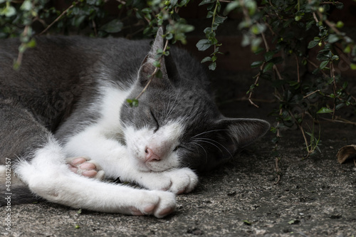 A gray white cat sleeping under a tree